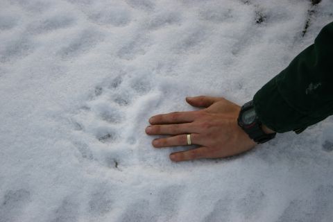 2003 Jeep TJ - A hand is placed in the snow next to a large animal track, providing scale.