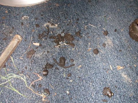 1989 Ford Bronco - Debris scattered on a blue carpet, possibly from a vehicle's interior or undercarriage.