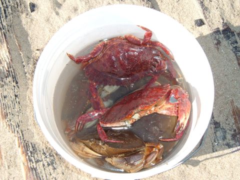 2000 Ford F-250 - A bucket holds several crabs on a sandy beach next to some weathered wood planks.
