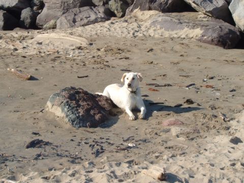 2000 Ford F-250 - A white dog rests on a sandy beach, with large rocks and ocean debris scattered around.