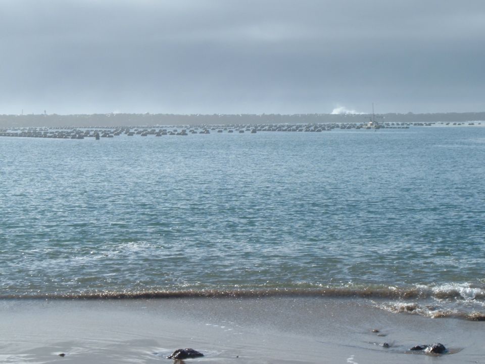 Oyster farm in the water with a sailboat in the distance