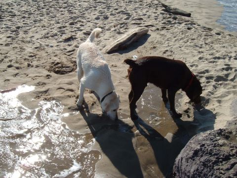 2000 Ford F-250 - Two dogs explore the shoreline on a sunny day.