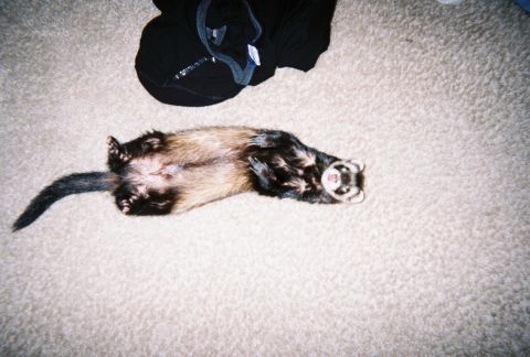 1990 Ford Bronco - A ferret is lying on its back on a carpeted floor next to a pile of black clothing.