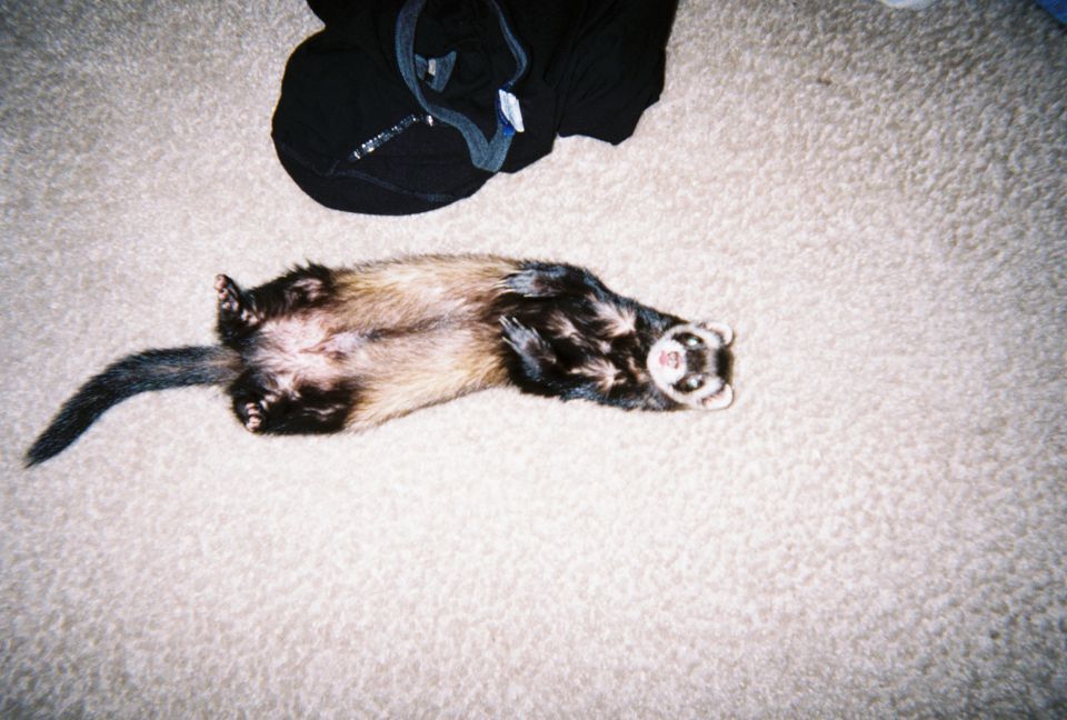 ferret on its back on carpet next to black clothing