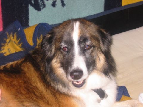 1997 Ford Crown Victoria - A dog with a white blaze on its face and brown fur is lying down, possibly on a bed or couch.