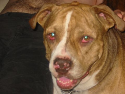 1997 Ford Crown Victoria - Close-up photo of a dog's face, showing its red eyes and open mouth.