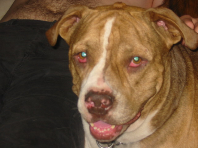 Pit bull dog with red eyes and white blaze on face