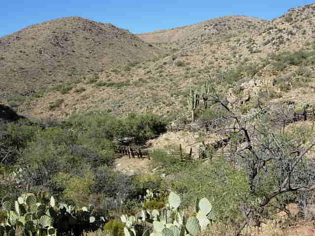 Desert scene with saguaro cacti, prickly pear, and arid hills under a clear blue sky