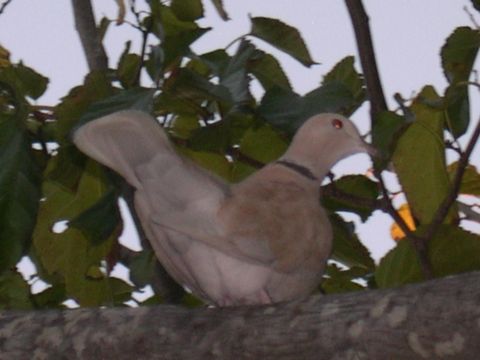 1992 Ford Bronco - A dove sits on a branch, surrounded by foliage.