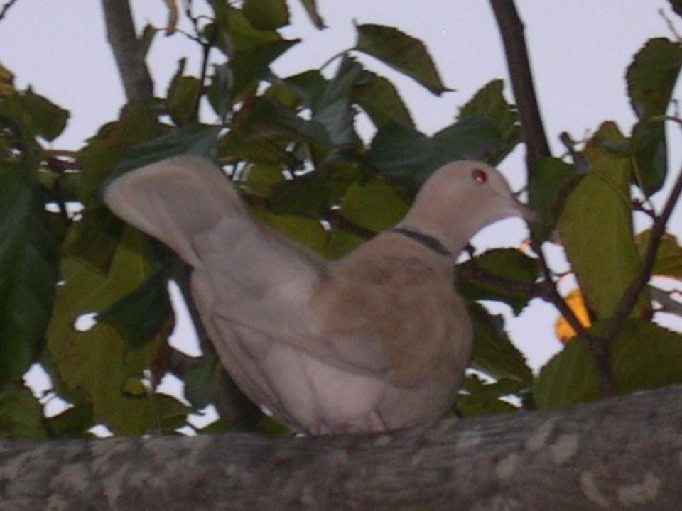 Dove perched on a tree branch with green leaves