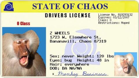 1973 Ford Ranchero - Joke novelty graphic styled as a "State of Chaos" driver's license, with a baboon photo in place of the portrait, the name "Z Wheels" and a…