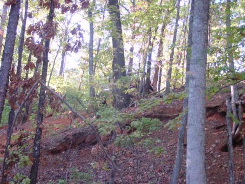 2004 Jeep Wrangler - A 2004 Jeep TJ is visible on a wooded hillside with trees and fallen leaves.