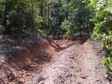 2004 Jeep Wrangler - A rough, unpaved path winds through a forest, showing signs of off-road use.