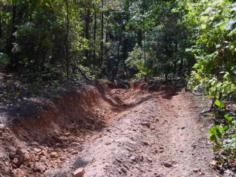 2004 Jeep Wrangler - A rough dirt track winds through a dense forest, showing signs of off-road use.