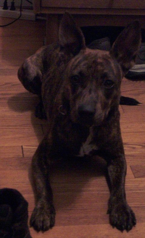 1985 Ford Crown Victoria LTD - A brindle dog with large ears lies on a wooden floor, with a SuperMotors logo visible at the bottom right.