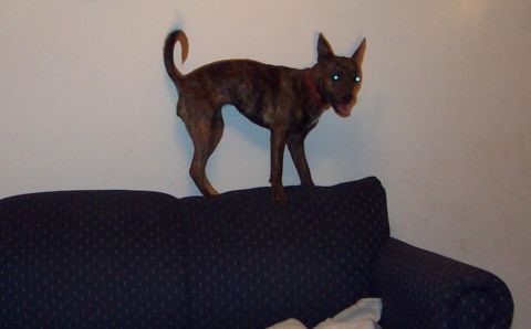 1985 Ford Crown Victoria LTD - A brindle dog stands on the back of a couch, its eyes glowing.