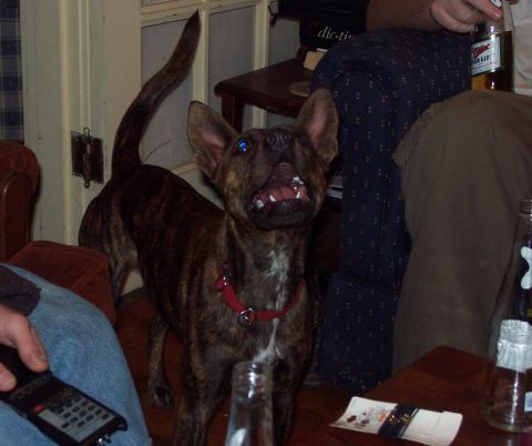 1985 Ford Crown Victoria LTD - A dog with striking blue eyes looks up expectantly in a room with other people and drinks.