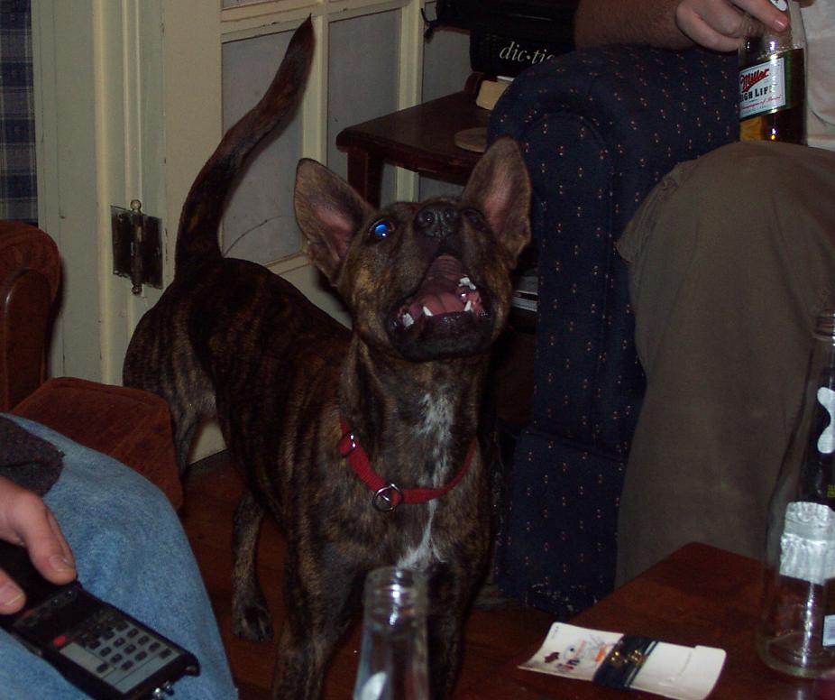 Brindle dog with blue eyes and red collar looking up, indoors with people and bottles