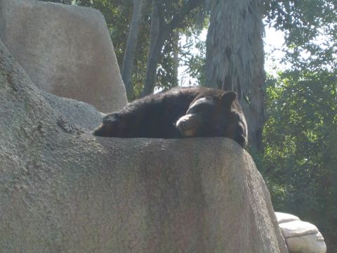 1968 Ford Mustang - A black bear rests on a rock at the zoo.