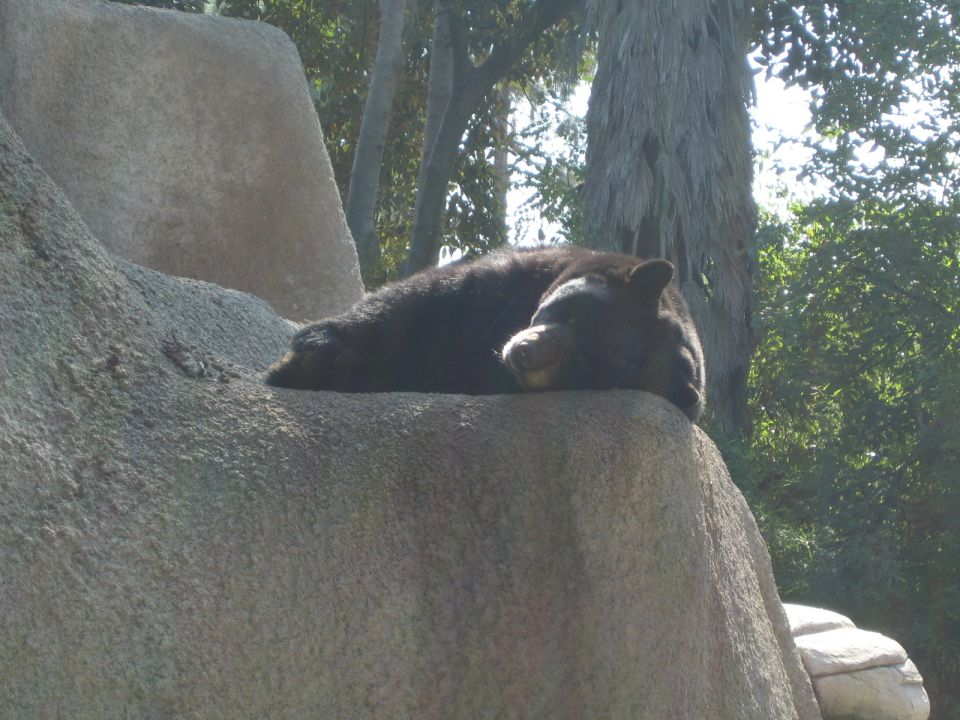 Black bear sleeping on a large rock formation, with trees in the background