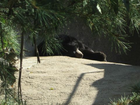 1968 Ford Mustang - A black bear rests peacefully on a sun-drenched rock, partially shaded by pine boughs.