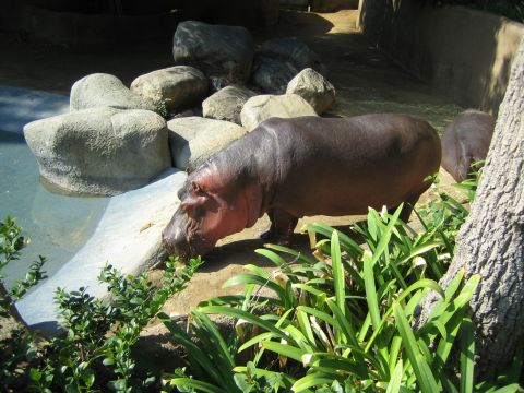 1968 Ford Mustang - A hippopotamus stands by the water's edge in an enclosure with rocks and plants.