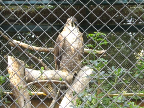1968 Ford Mustang - A hawk is seen behind a wire fence at the Los Angeles Zoo on October 29, 2005.
