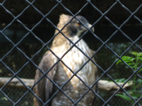 1968 Ford Mustang - An eagle is visible behind a chain-link fence at the Los Angeles Zoo.