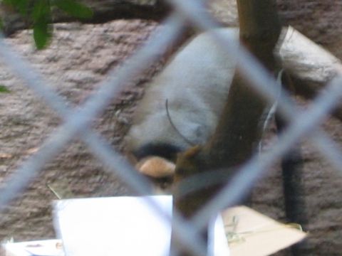 1968 Ford Mustang - An animal rests behind a chain-link fence in an enclosure at the Los Angeles Zoo.