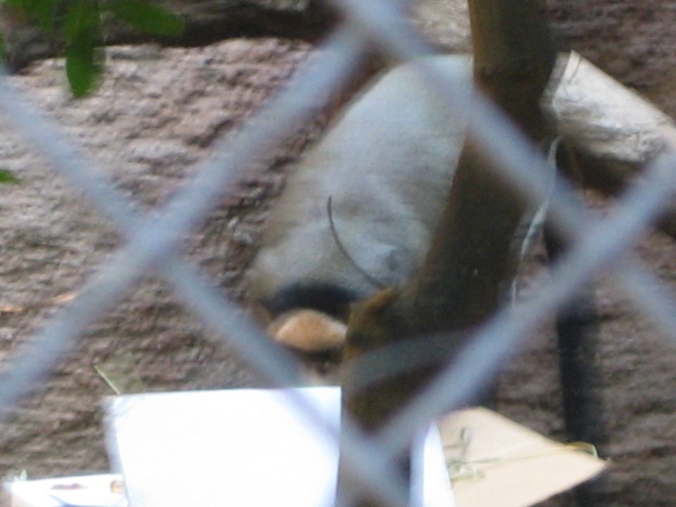 Animal lying down behind a fence at the zoo