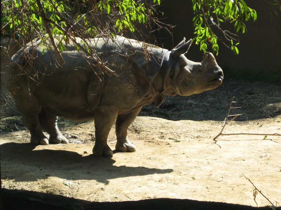 rhinoceros stands in an enclosure with trees overhead