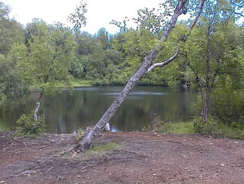 1978 Ford Bronco - A tranquil lake scene with lush green trees and a partially fallen tree trunk in the foreground, creating a natural landscape.