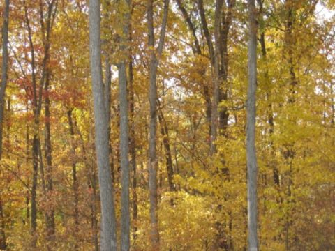 1999 Ford Taurus - A forest scene with trees displaying vibrant yellow and orange foliage during the autumn season.