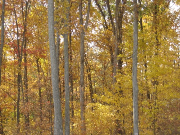 Trees with yellow and orange autumn leaves