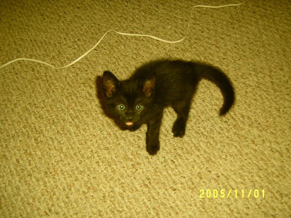 baby squirt, 6 weeks old