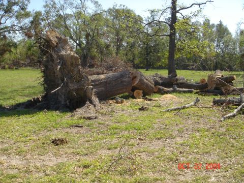 2002 Jeep Wrangler - A large tree has been uprooted and fallen, with sections of its trunk cut and lying on the grass.