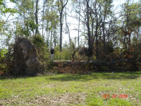 2002 Jeep Wrangler - A scene of destruction with large trees fallen and uprooted, indicating the aftermath of a severe storm.