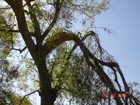 2002 Jeep Wrangler - Large tree branches against a clear blue sky with a SUPER MOTORS watermark.