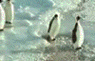 1989 Ford Bronco - A group of penguins waddle across a frozen landscape.