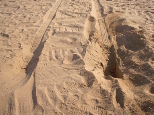 The spot where Rob's Exploder tried to dig to china after we moved camp. Note the smooth spot in between the holes, thats where the pumpkin layed all night.
