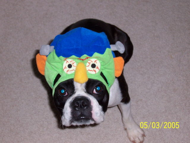 Dog in a Frankenstein costume looking up, with a watermark