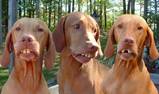 2000 Ford Taurus - Three dogs appear to be smiling with their teeth showing.