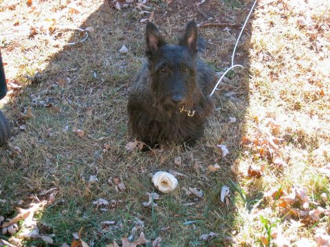 1985 Ford LTD Crown Victoria - A Scottish Terrier dog sits on a grassy area with fallen leaves around it.