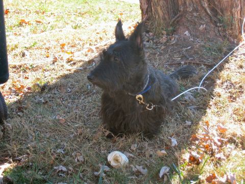 1985 Ford LTD Crown Victoria - A dog rests outdoors near a tree, with a white leash attached to its collar.