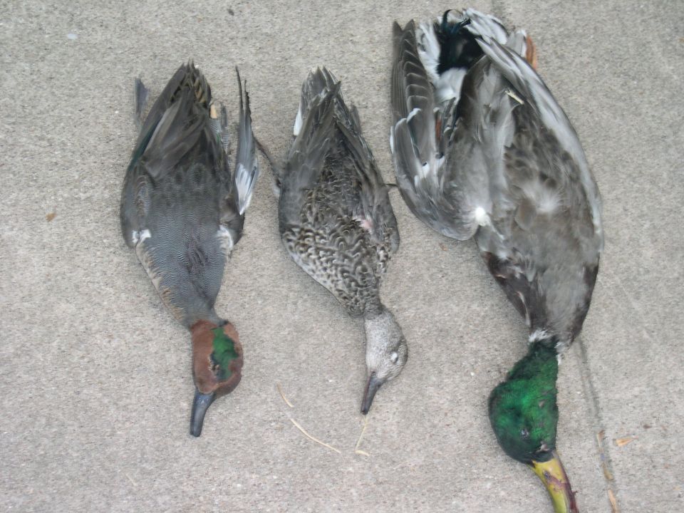 11/12/05 mallard, GWT drake & Hen