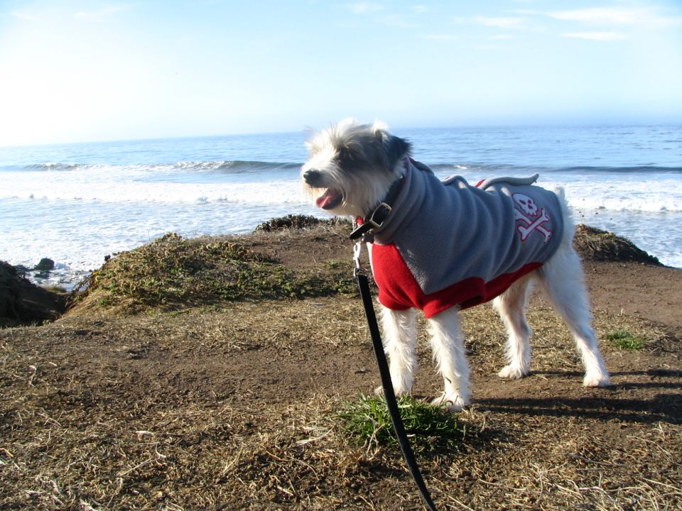 Dog in a red and gray sweater with a skull and crossbones design, standing on a grassy cliff overlooking the ocean