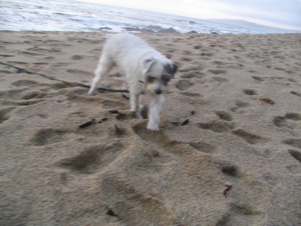 White dog walks on a sandy beach near the ocean