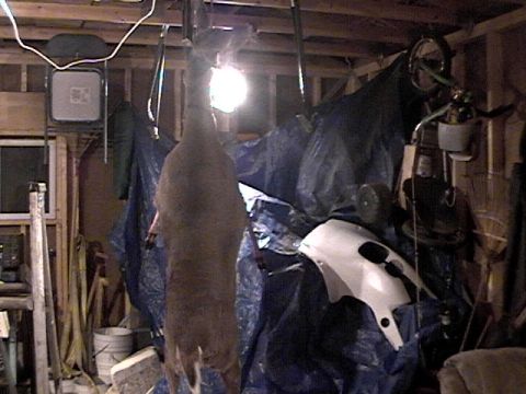1995 Ford Bronco - A deer carcass is suspended in a dimly lit garage, with a white motorcycle fairing visible among tarps.