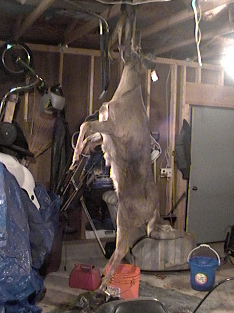 1995 Ford Bronco - A deer is hung upside down in a garage, with various tools and supplies visible in the background.