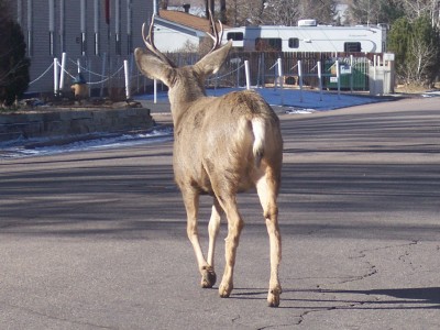 1972 Ford Ranchero - A deer walks down a residential street, with an RV visible in the background.